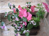 13a35d45-Tradescantia i petunija.jpg